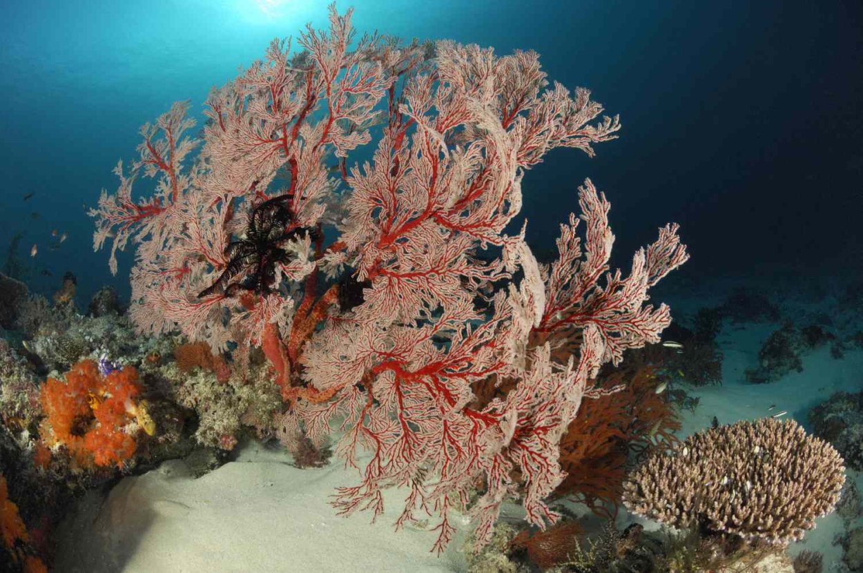 Майотта риф