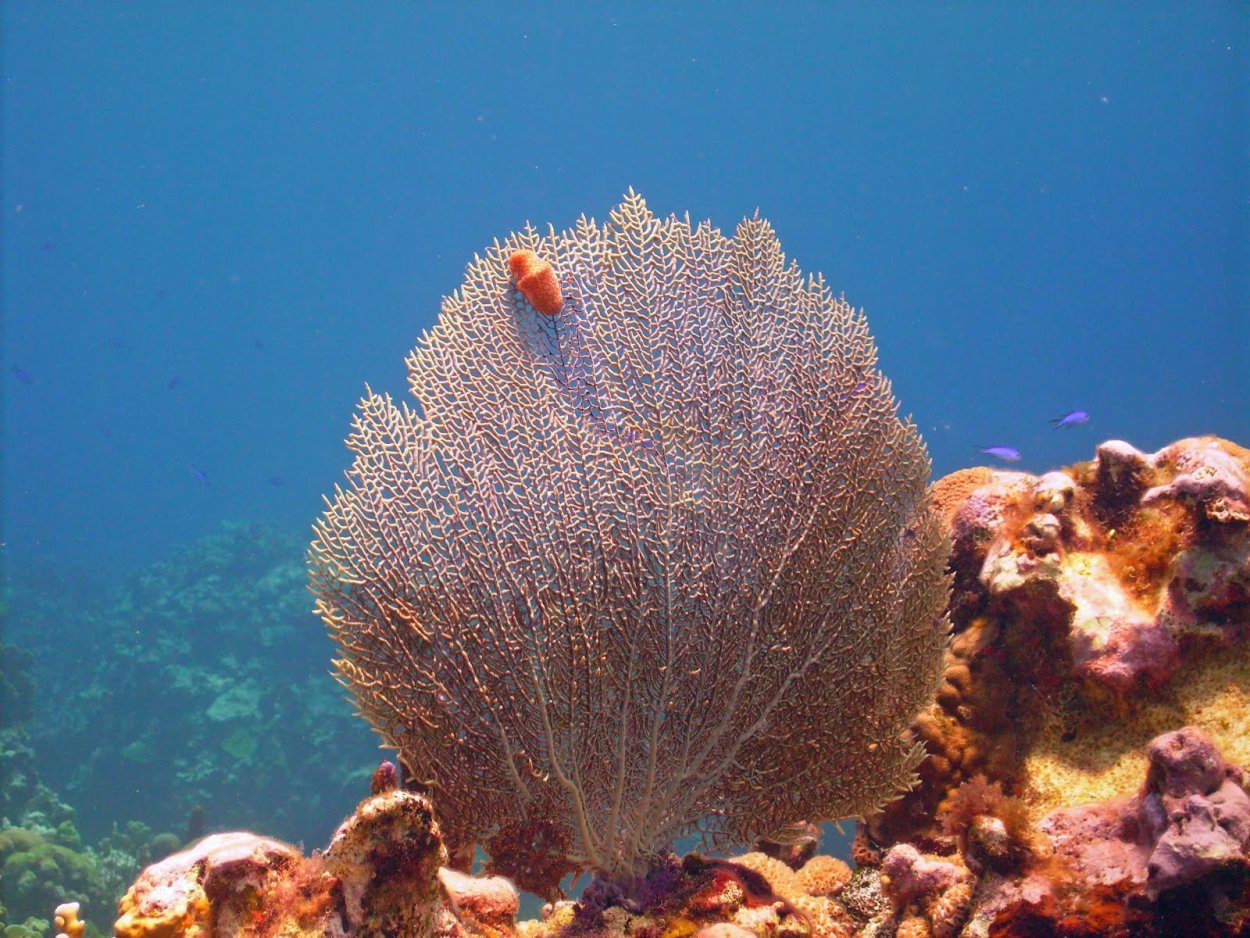 Коралл морской веер