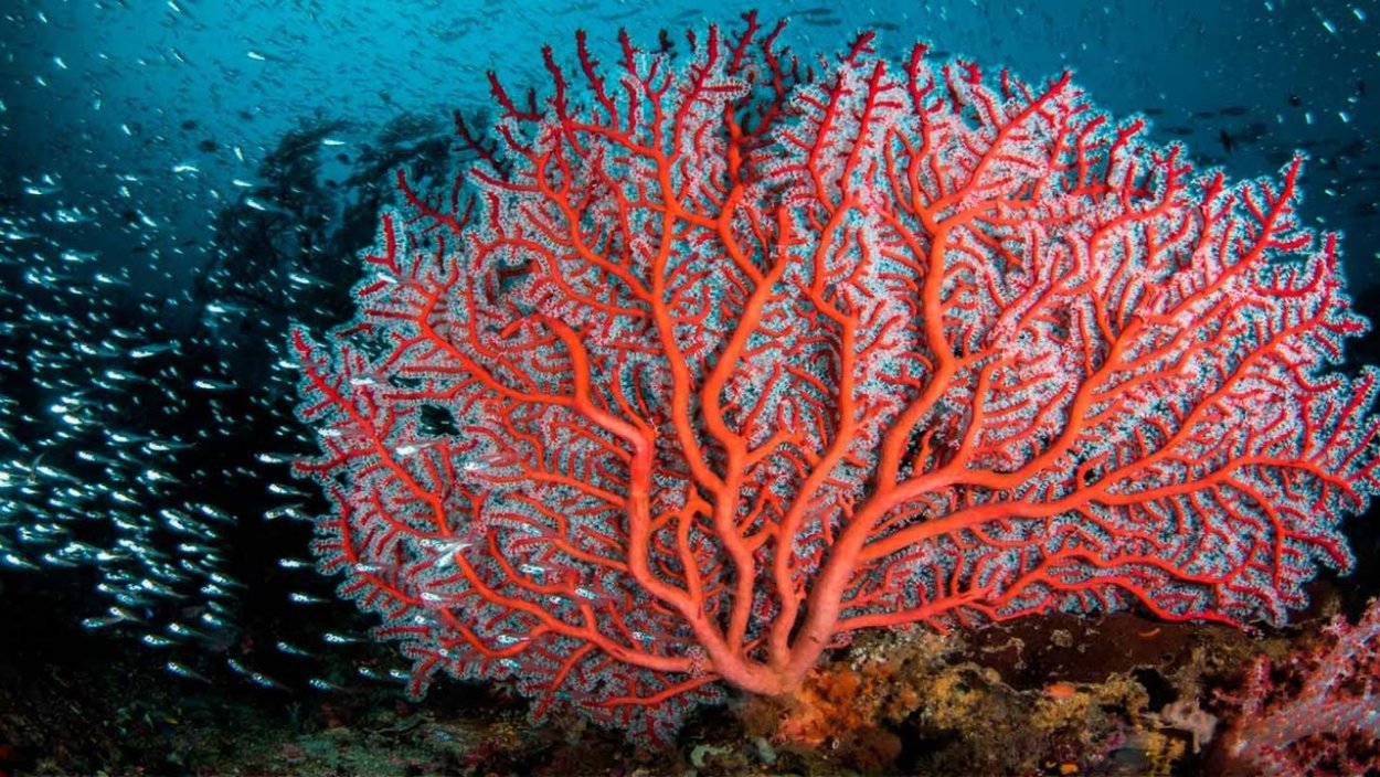 Горгонария коралл