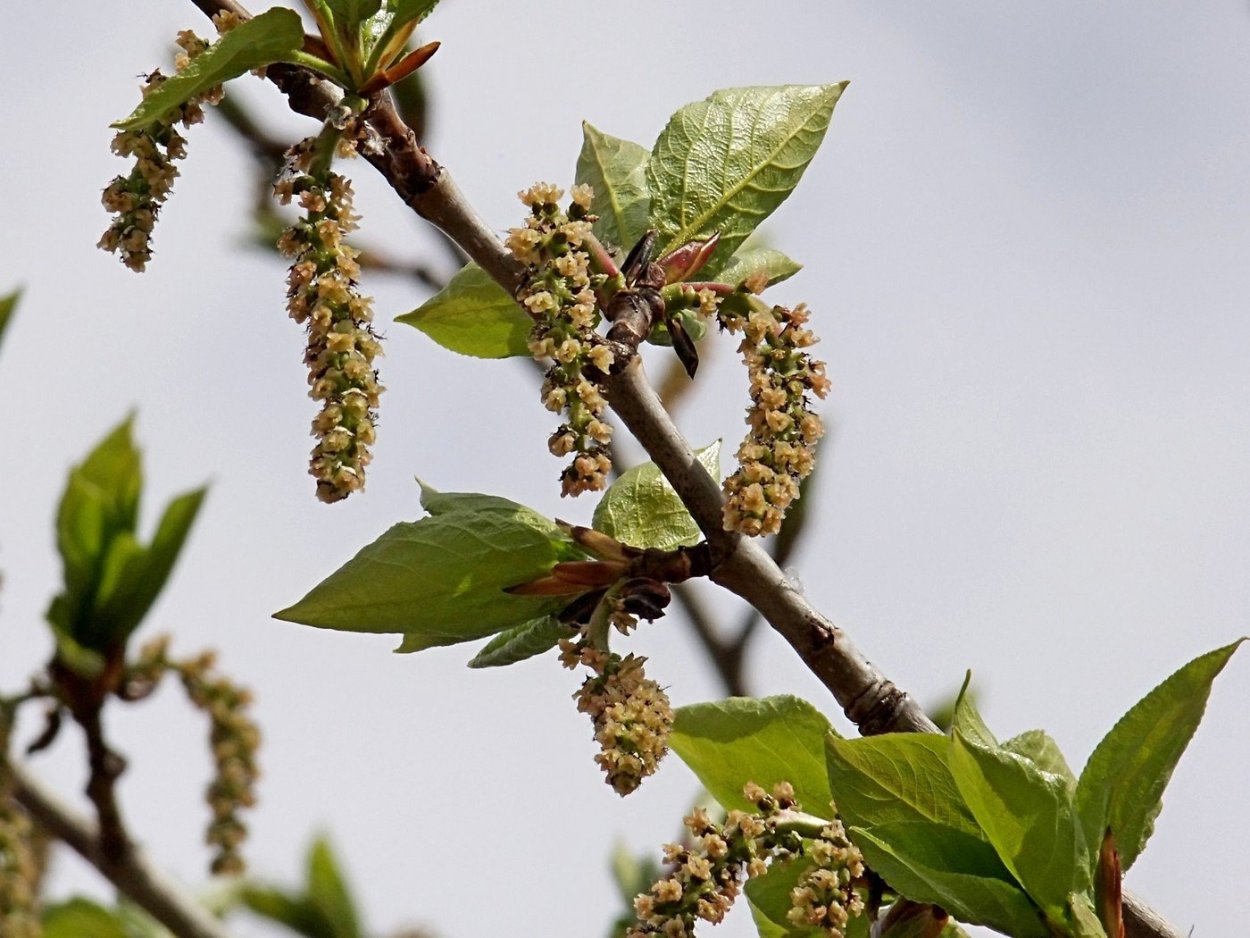 Тополь лавролистный дерево