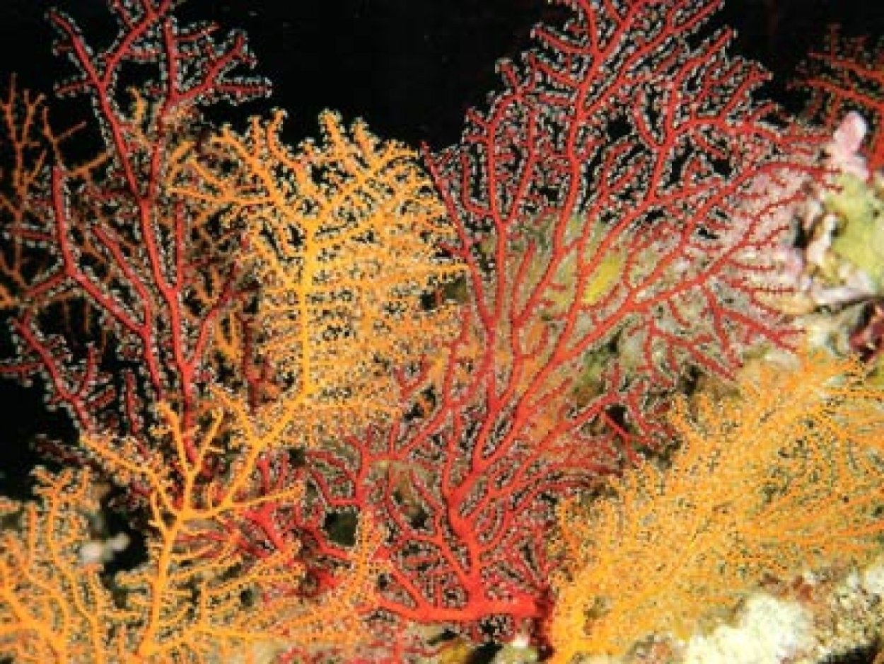 Веер Венеры коралл