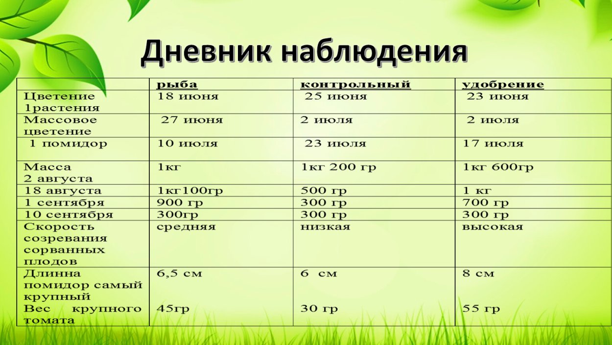 Тополь разнолистный