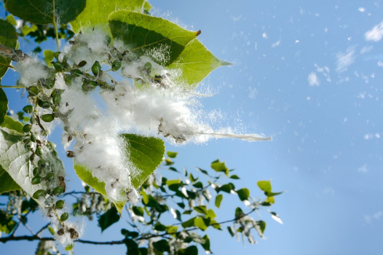 Тополиный пух
