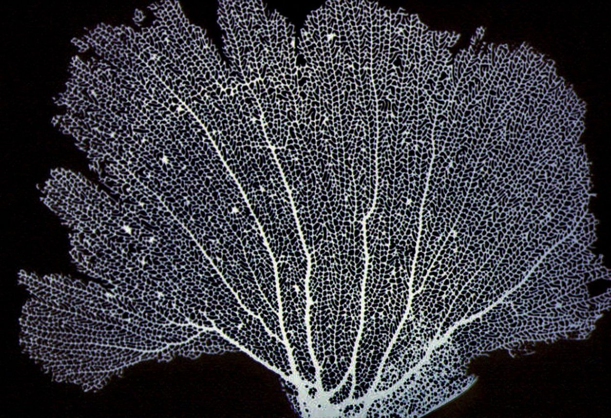 Мягкие кораллы Карибского моря