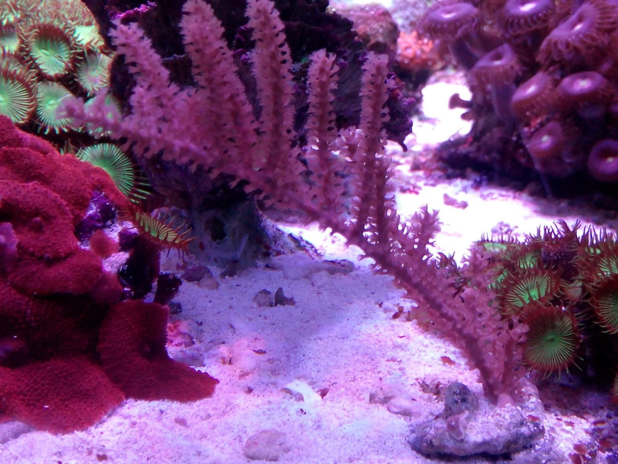 Горгонария розовая