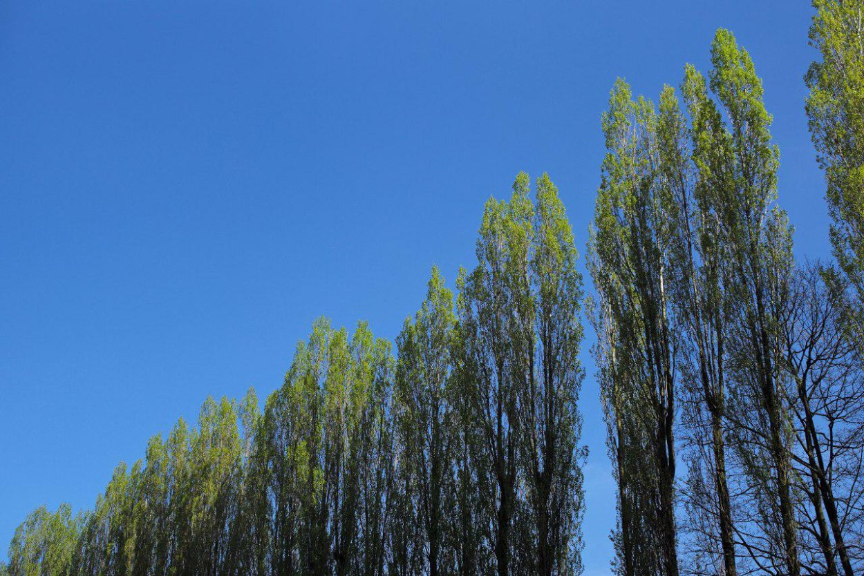 Баллистическая ракета Скиф