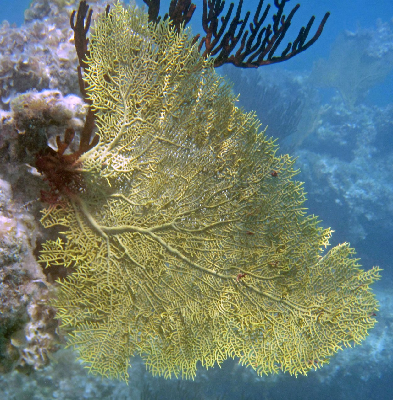 Leptogorgia operculata