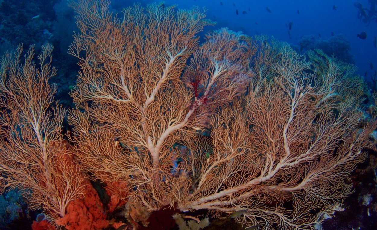 Коралловые полипы горгонарии