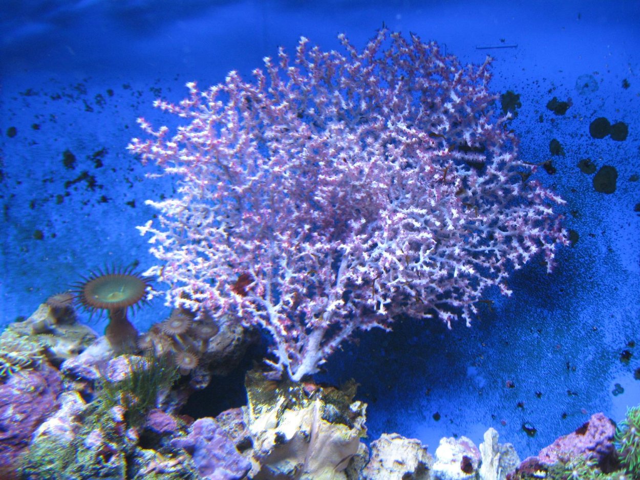 Дерево коралловое декор