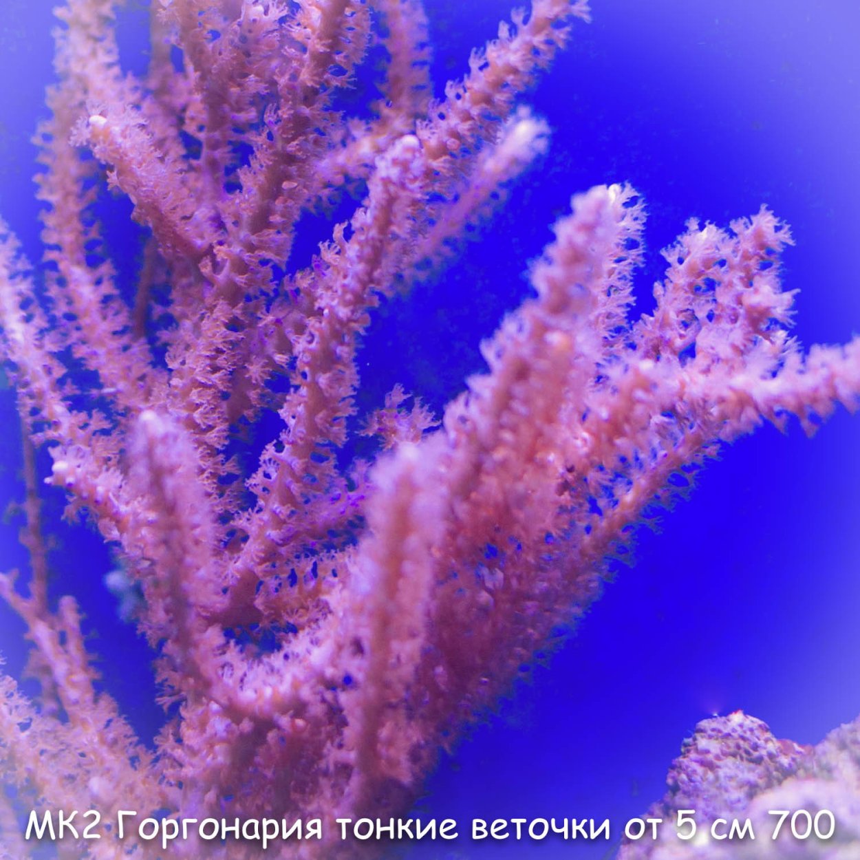 Горгонария коралл