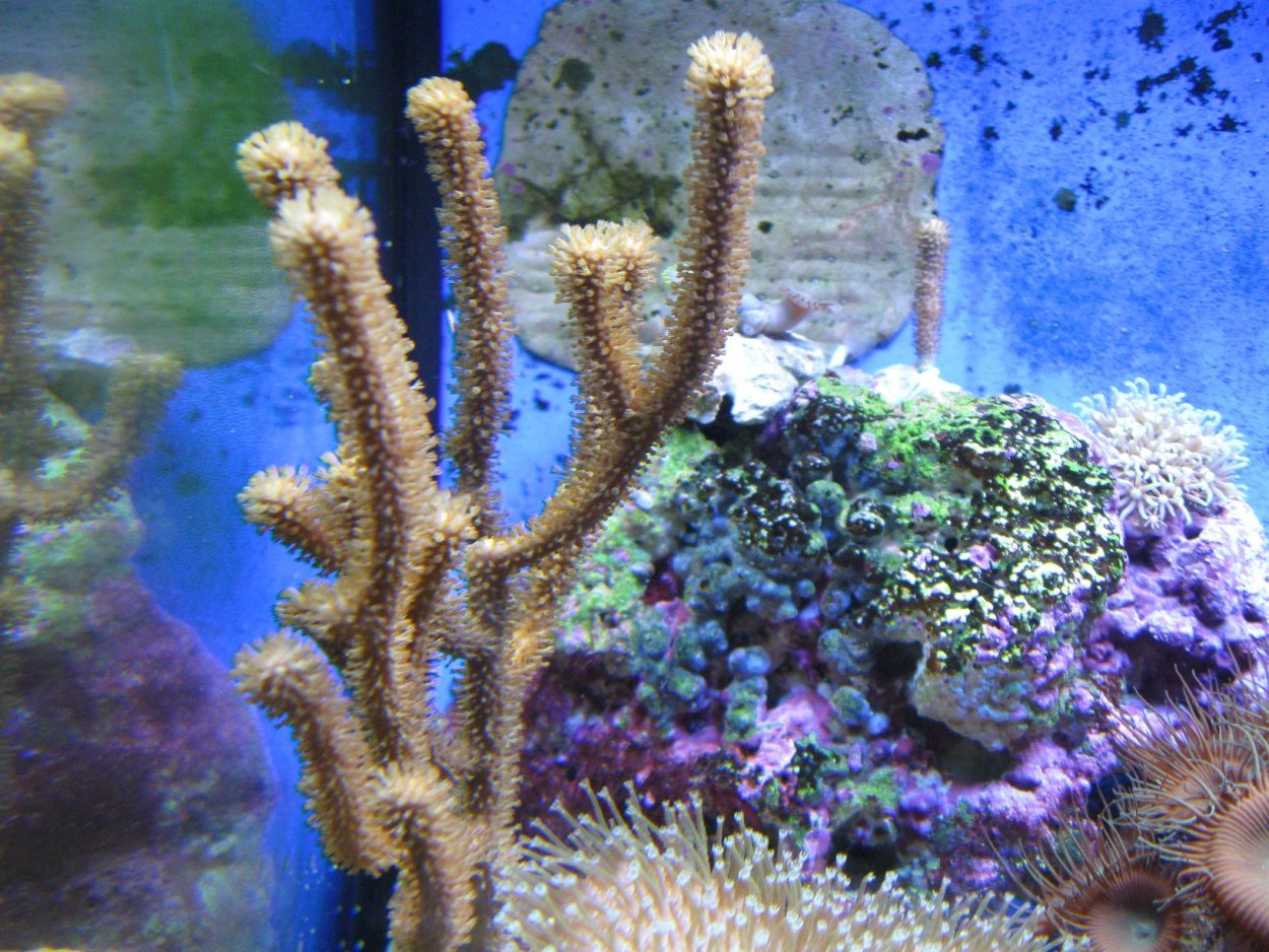 Красный коралл Кишечнополостные