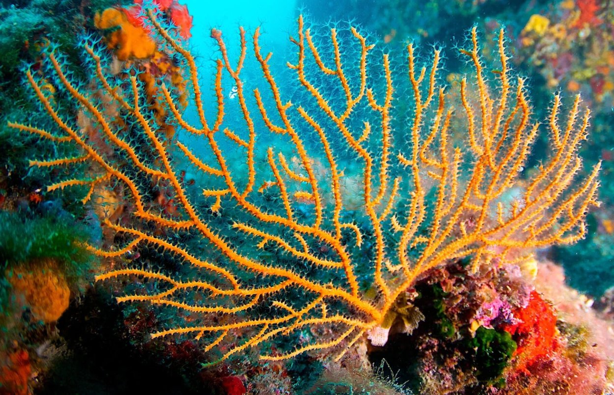 Egypt Hotel Coral Reefs