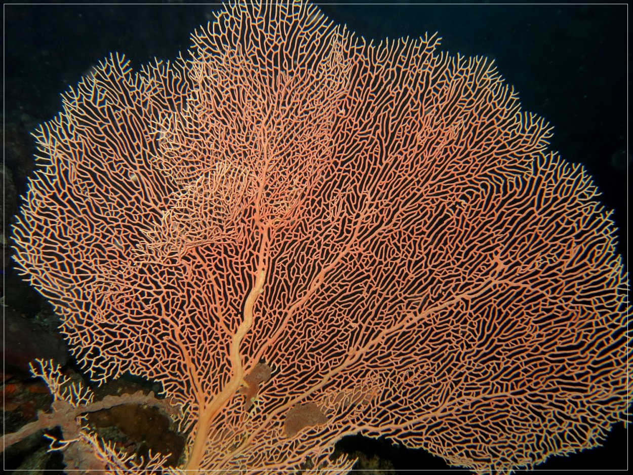 Окинава коралловые рифы