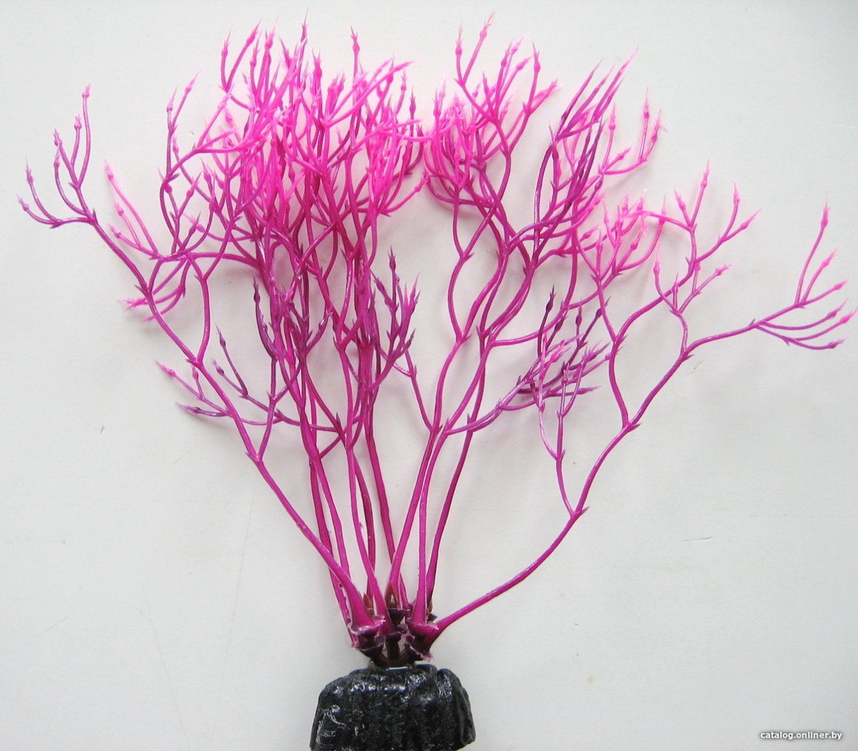 Коралл циатофиллум