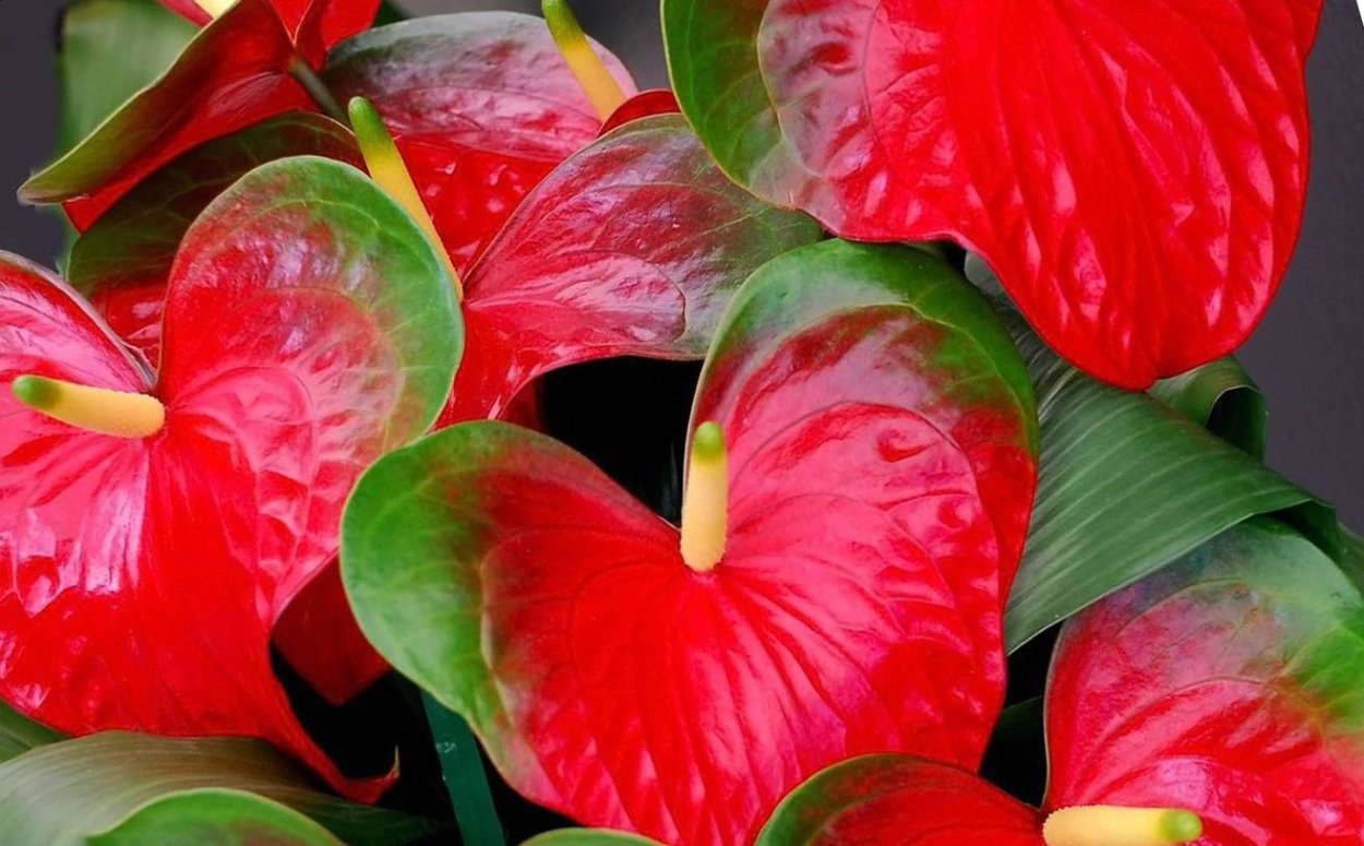 Антуриум Андре Гавайи