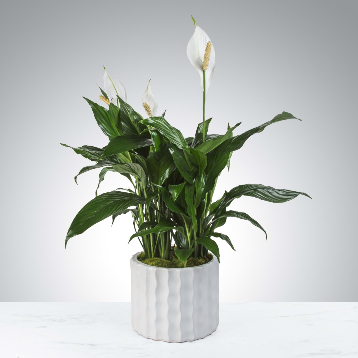 Спатифиллум Уоллиса (Spathiphyllum wallisii)