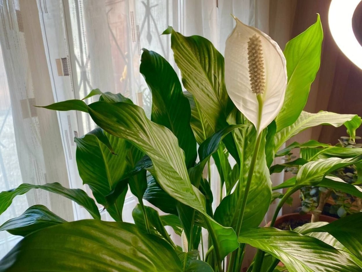 Спатифиллум Альба