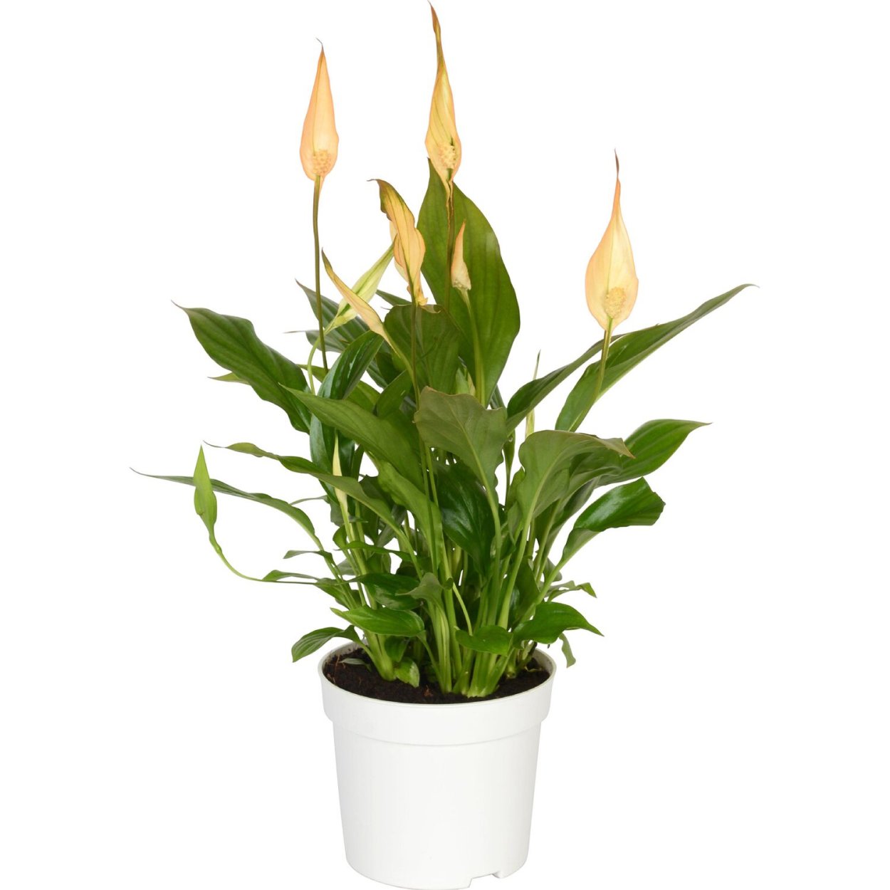 Спатифиллум Свит Сильвио