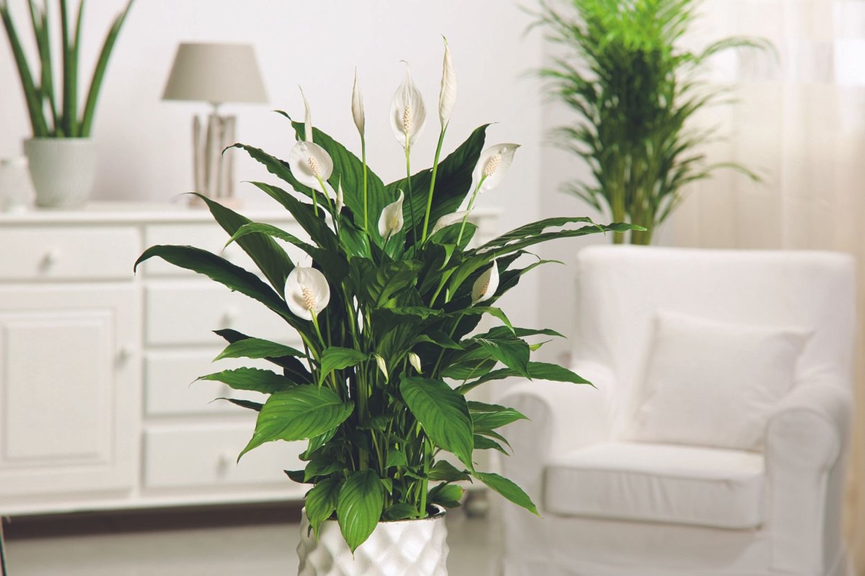 Амариллис Антуриум флористика