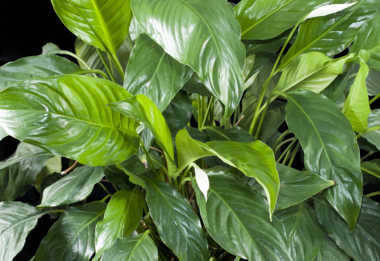 Спатифиллум Уоллиса (Spathiphyllum wallisii)