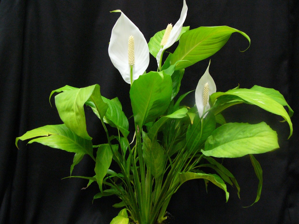 Спатифиллум оранжевый