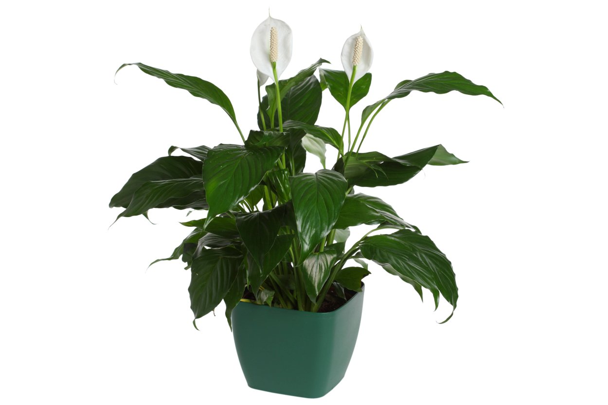 Спатифиллум Моцарт