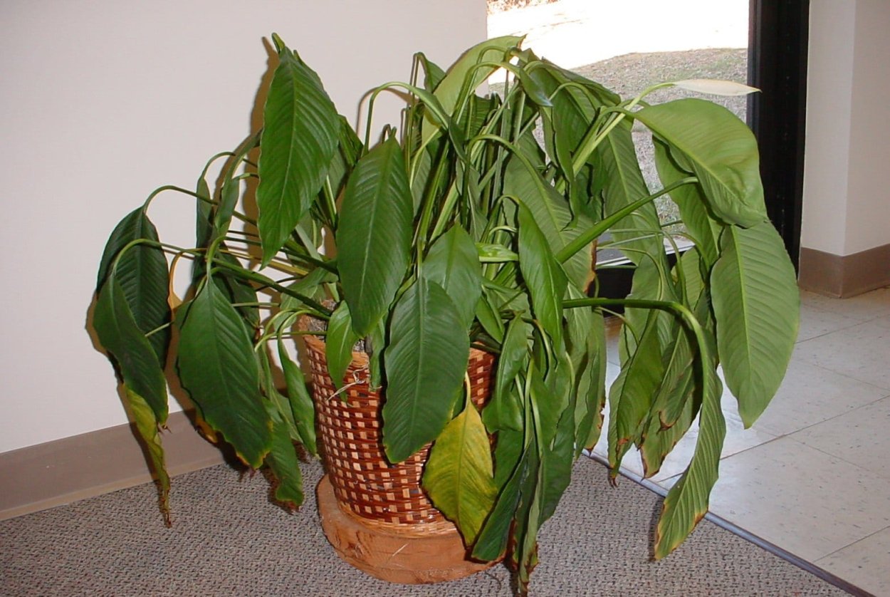 Спатифиллум геликониелистный