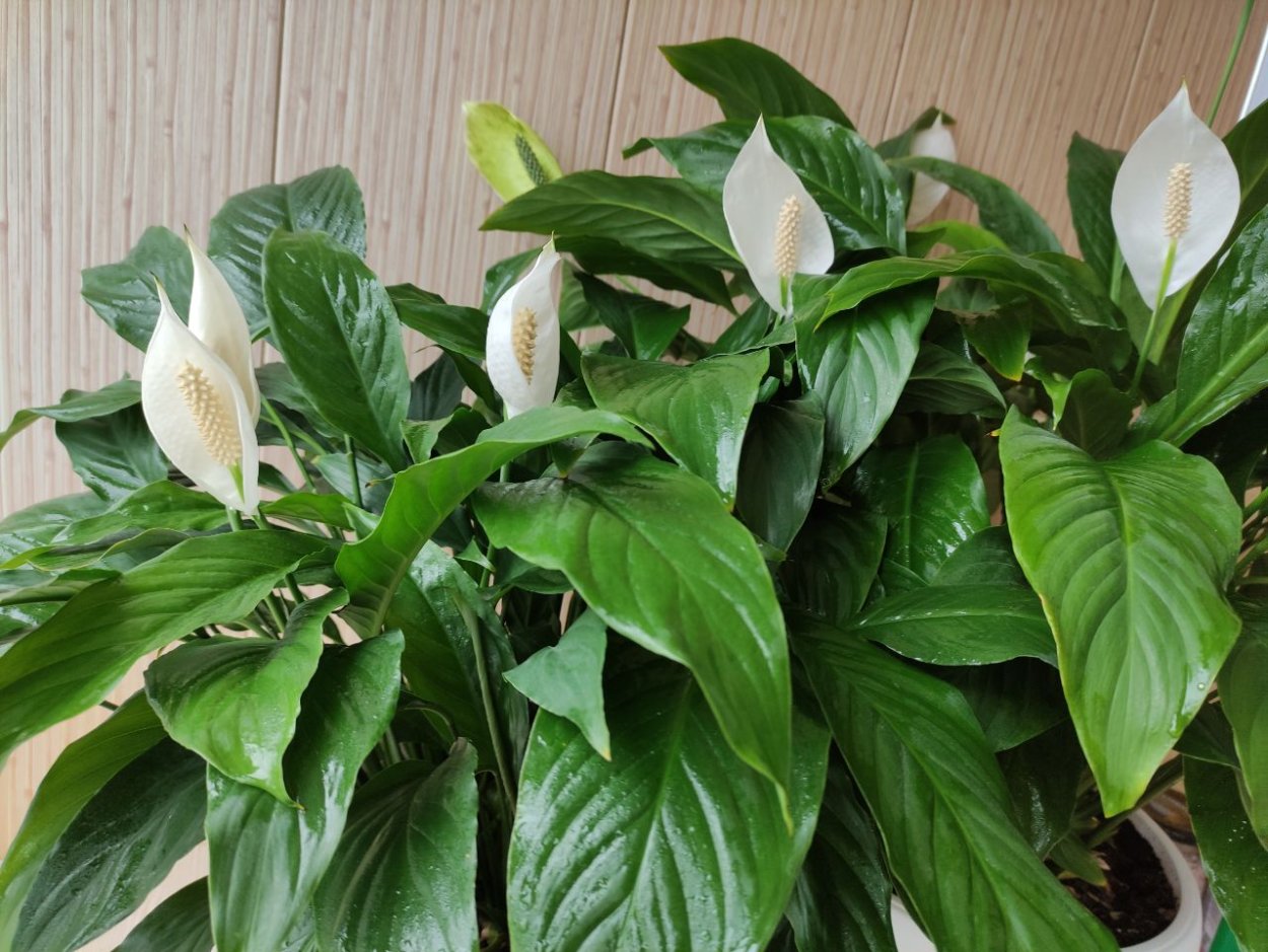 Спатифиллум Torelli