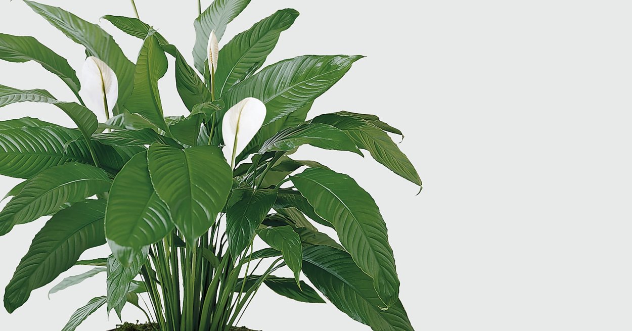 Спатифиллум Блэк Бьюти