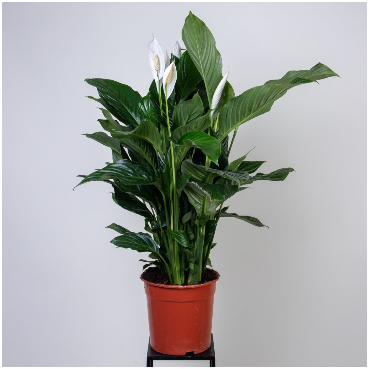 Спатифиллум геликониелистный (Spathiphyllum heliconiifolium)