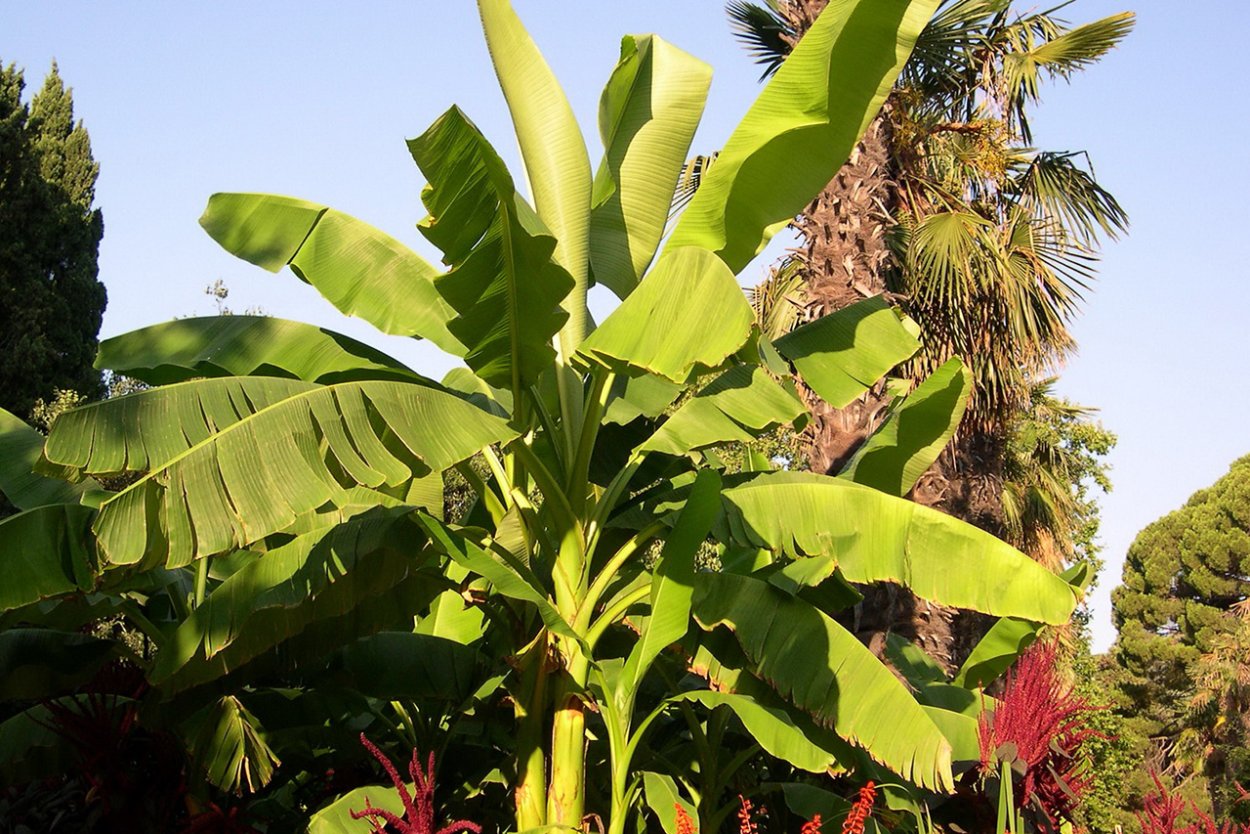Никитский Ботанический сад банан Басио