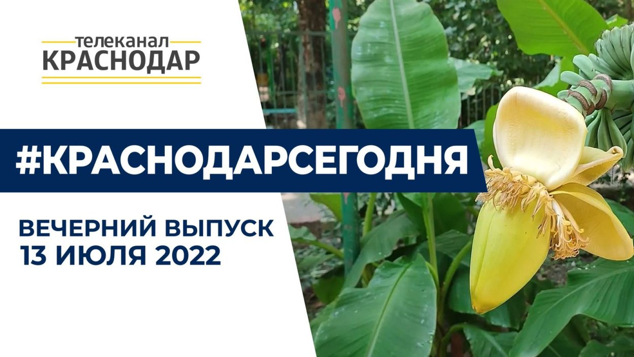 Краснодарский банан дерево