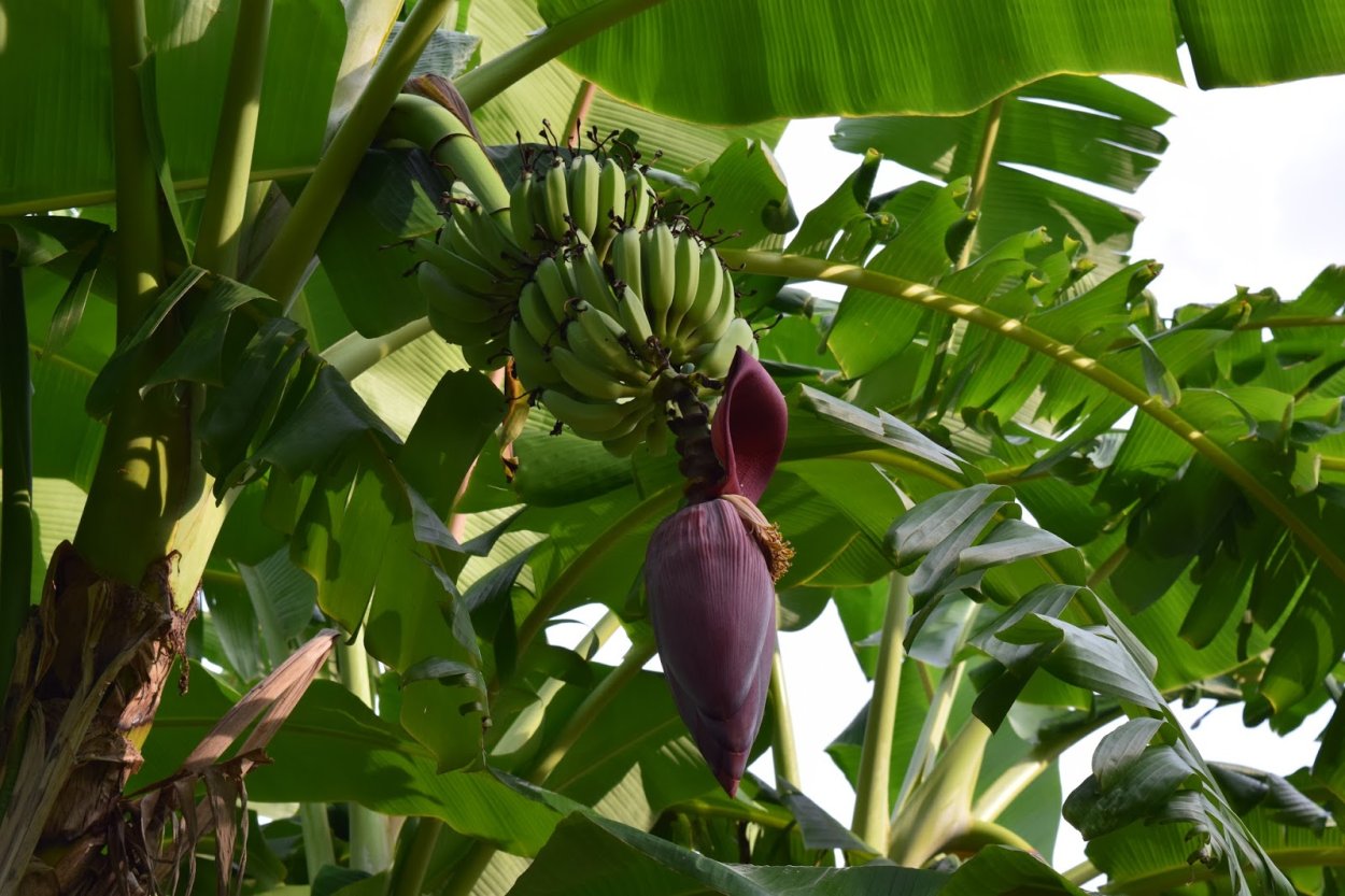 Банановое дерево во весь рост