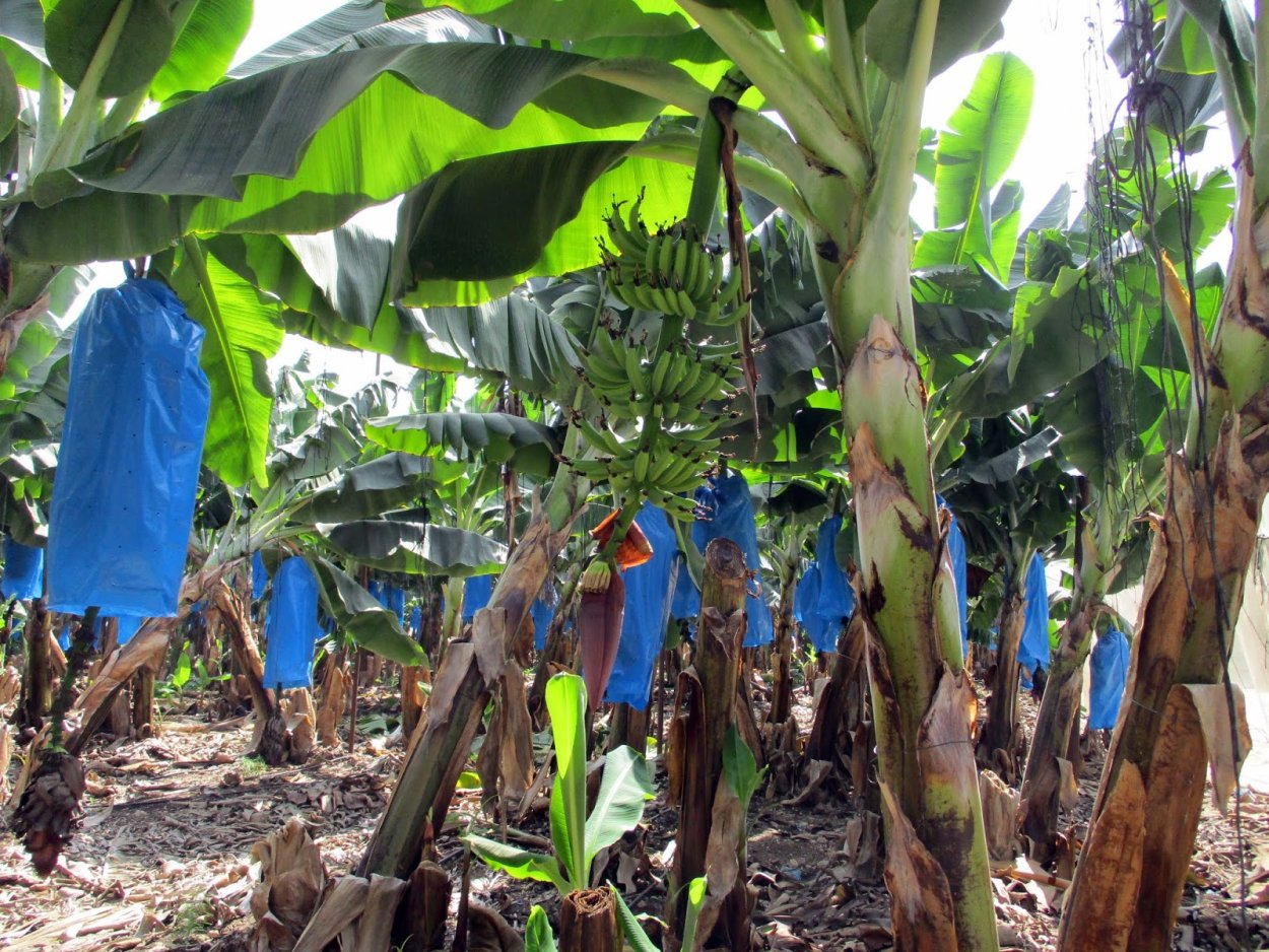 Банановая Пальма Musa itinerans