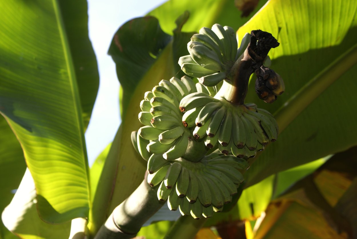 Банановые плантации в Египте