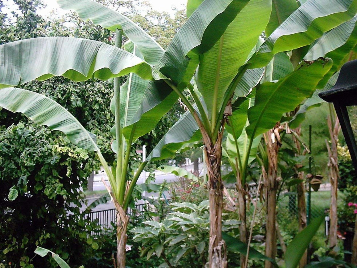 Банановое дерево черный фон