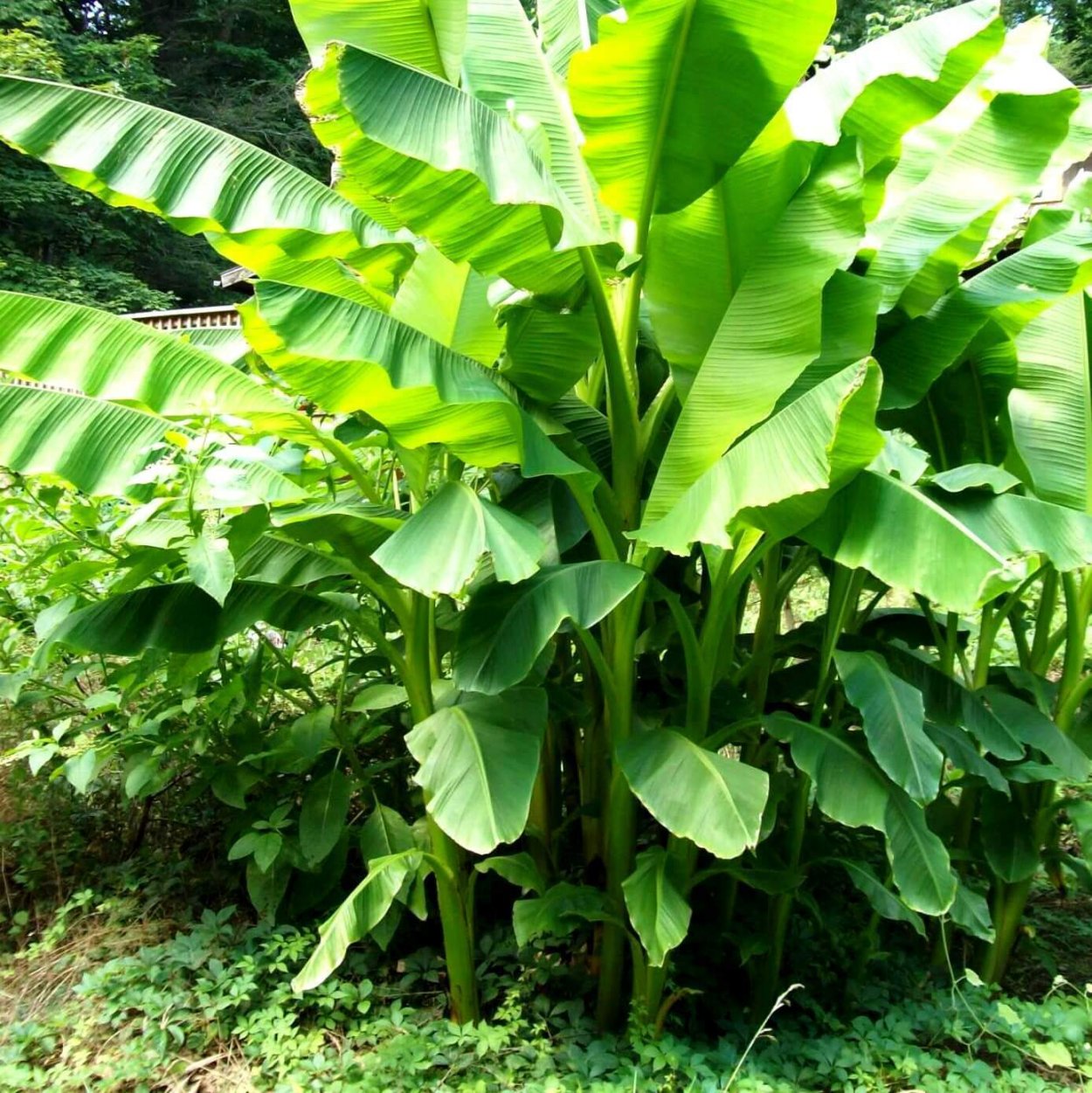 Банановый побег