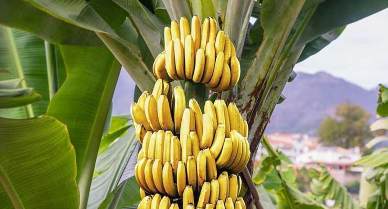 Пальма банановая (Musa)