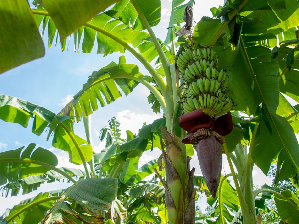 Десертный банан дерево