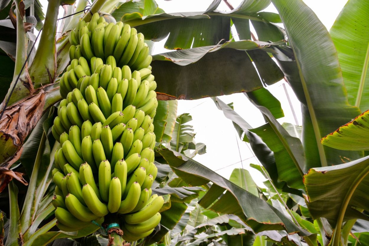 Южная Суматра банановые плантации