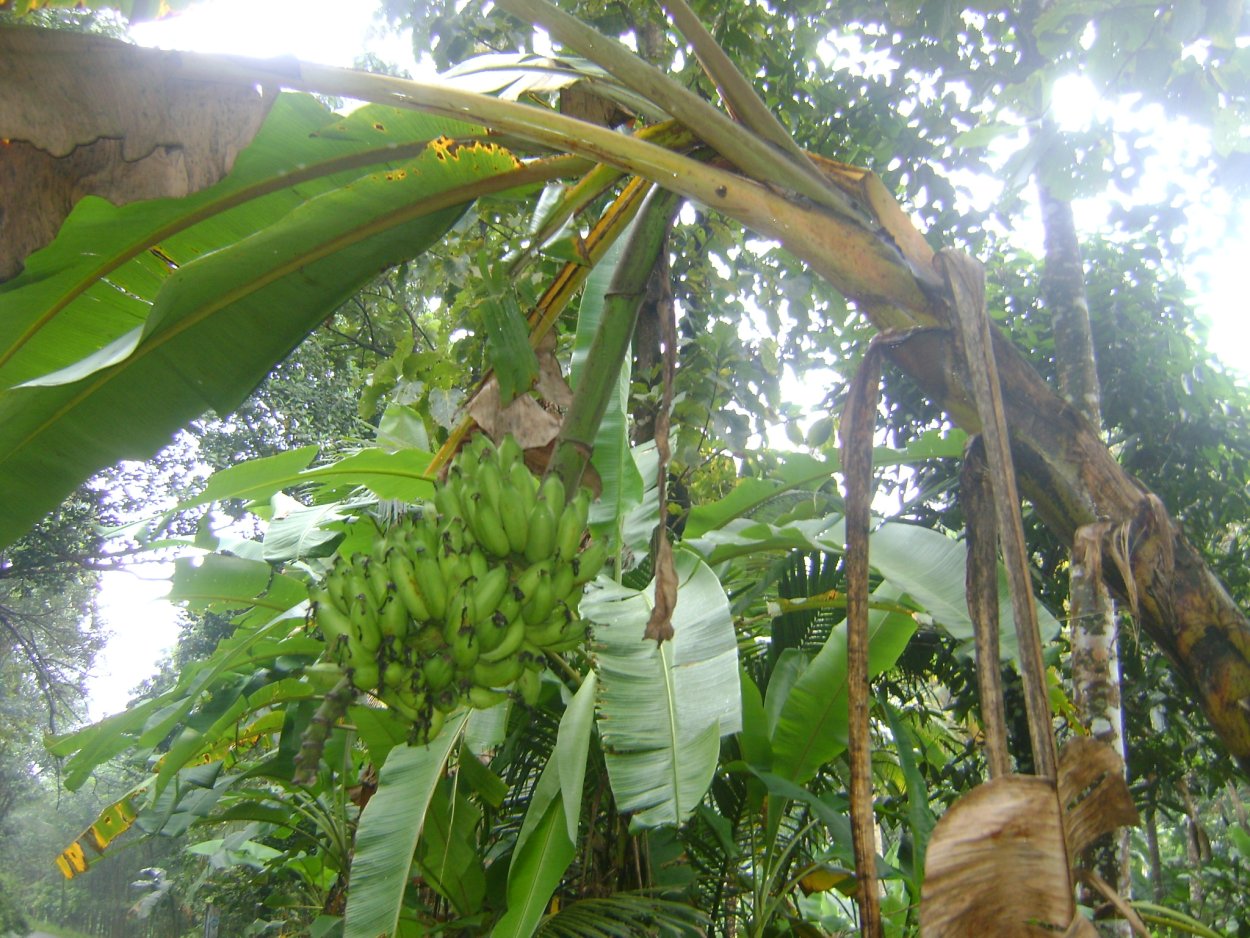 Краснодарский банан дерево