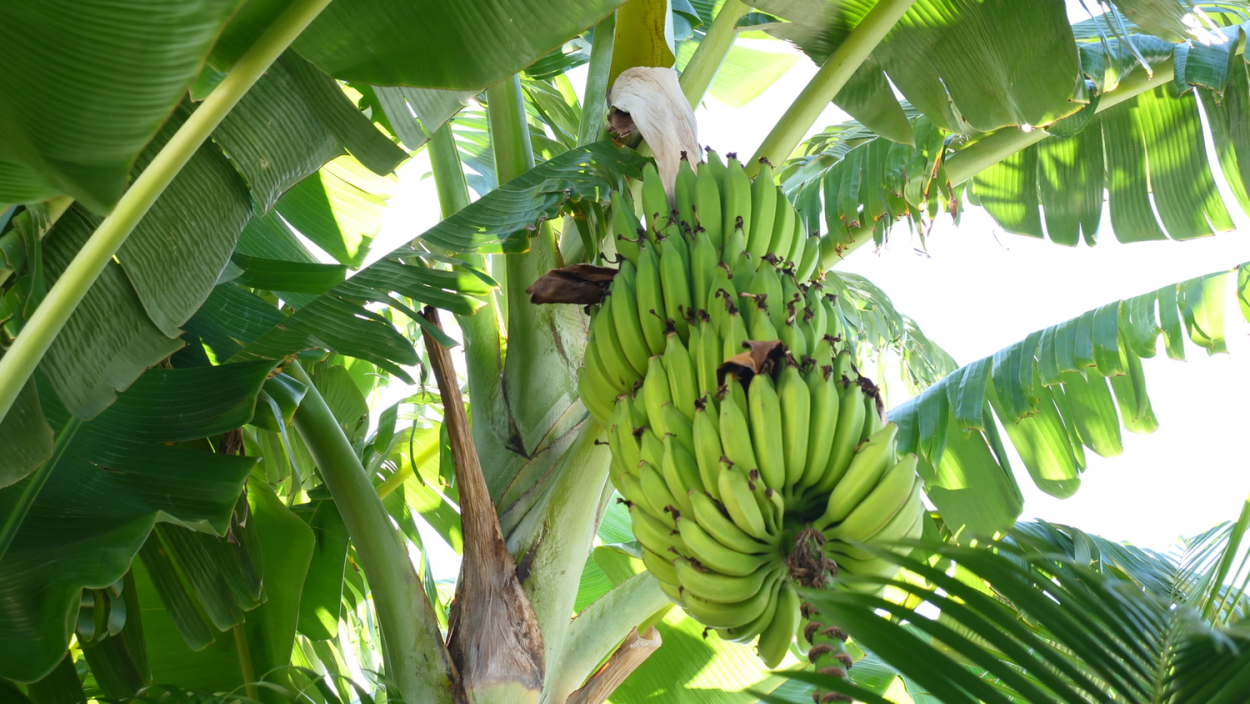 Банановая Пальма в Краснодаре