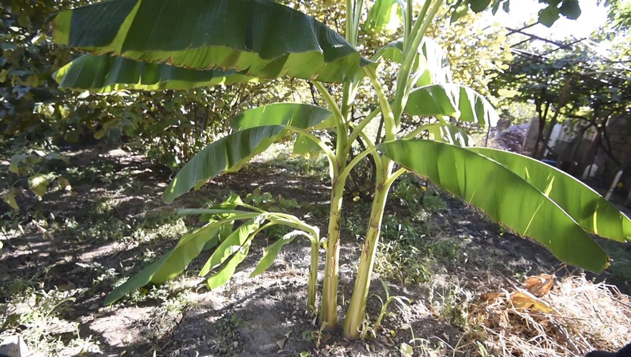 Банановое дерево