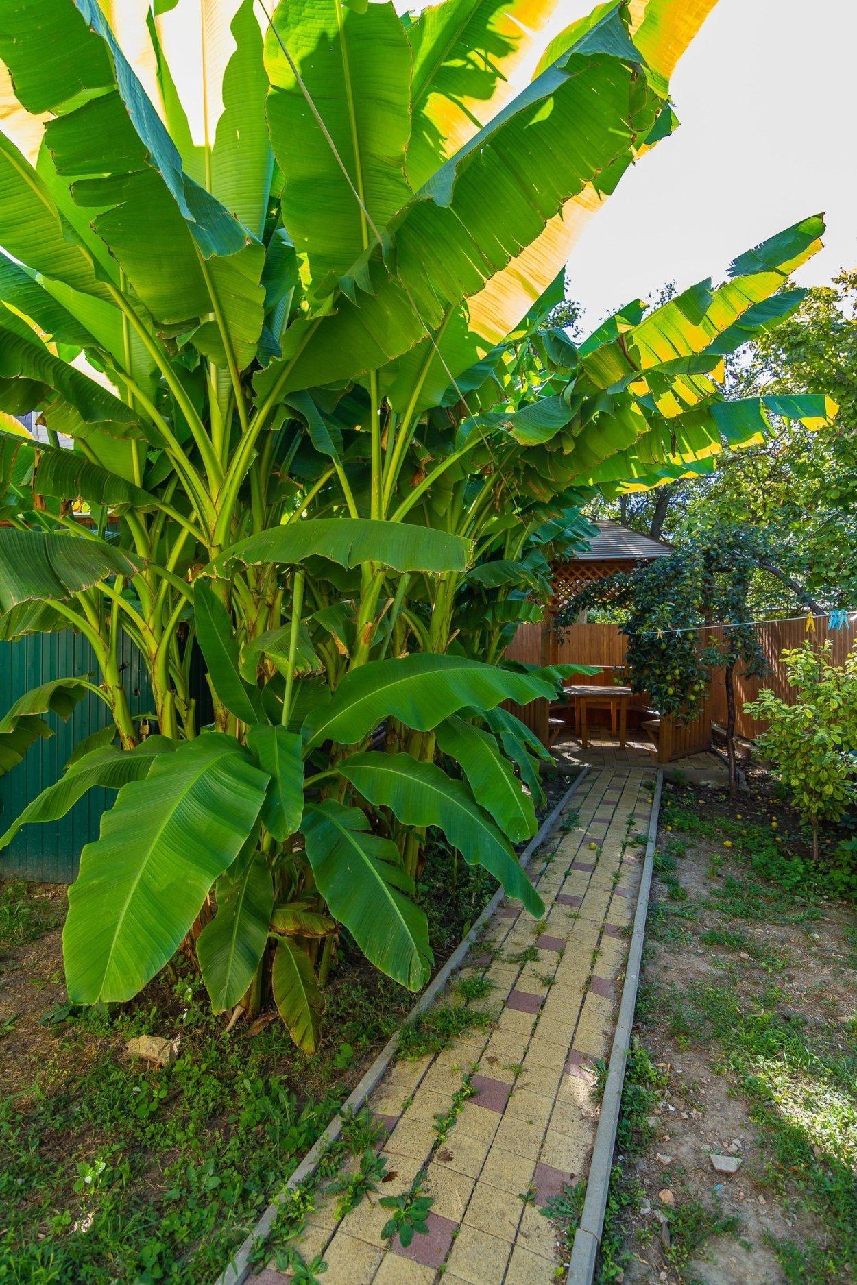 Бананы на даче