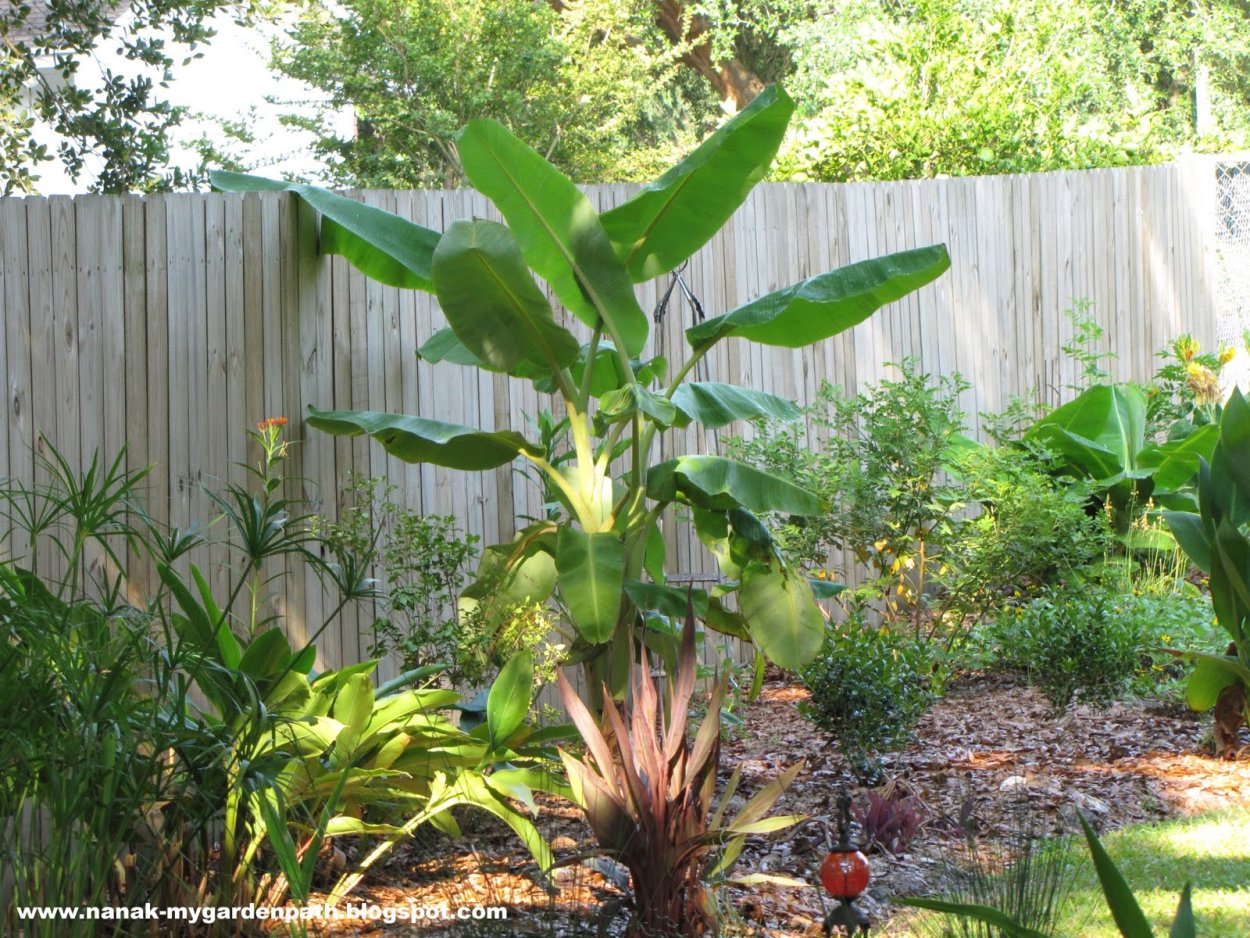 Парагвай плантации