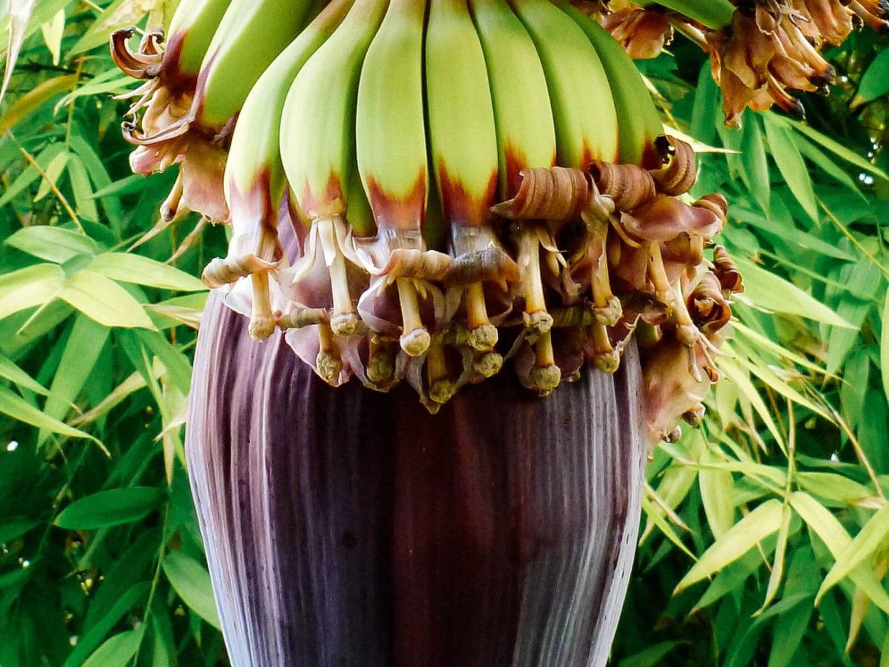 Банановое дерево декоративное