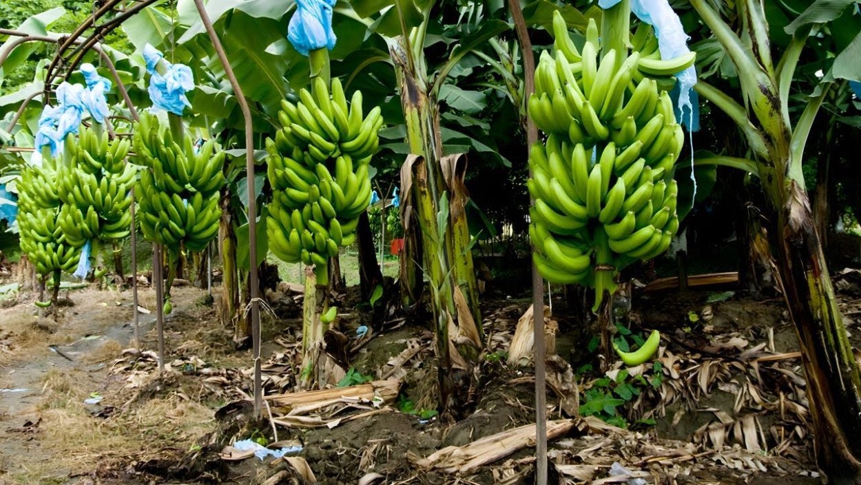 Бананы из Африки