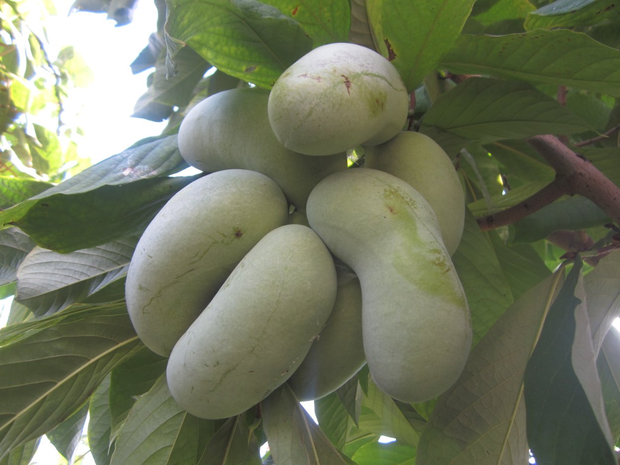 Банановое дерево на даче