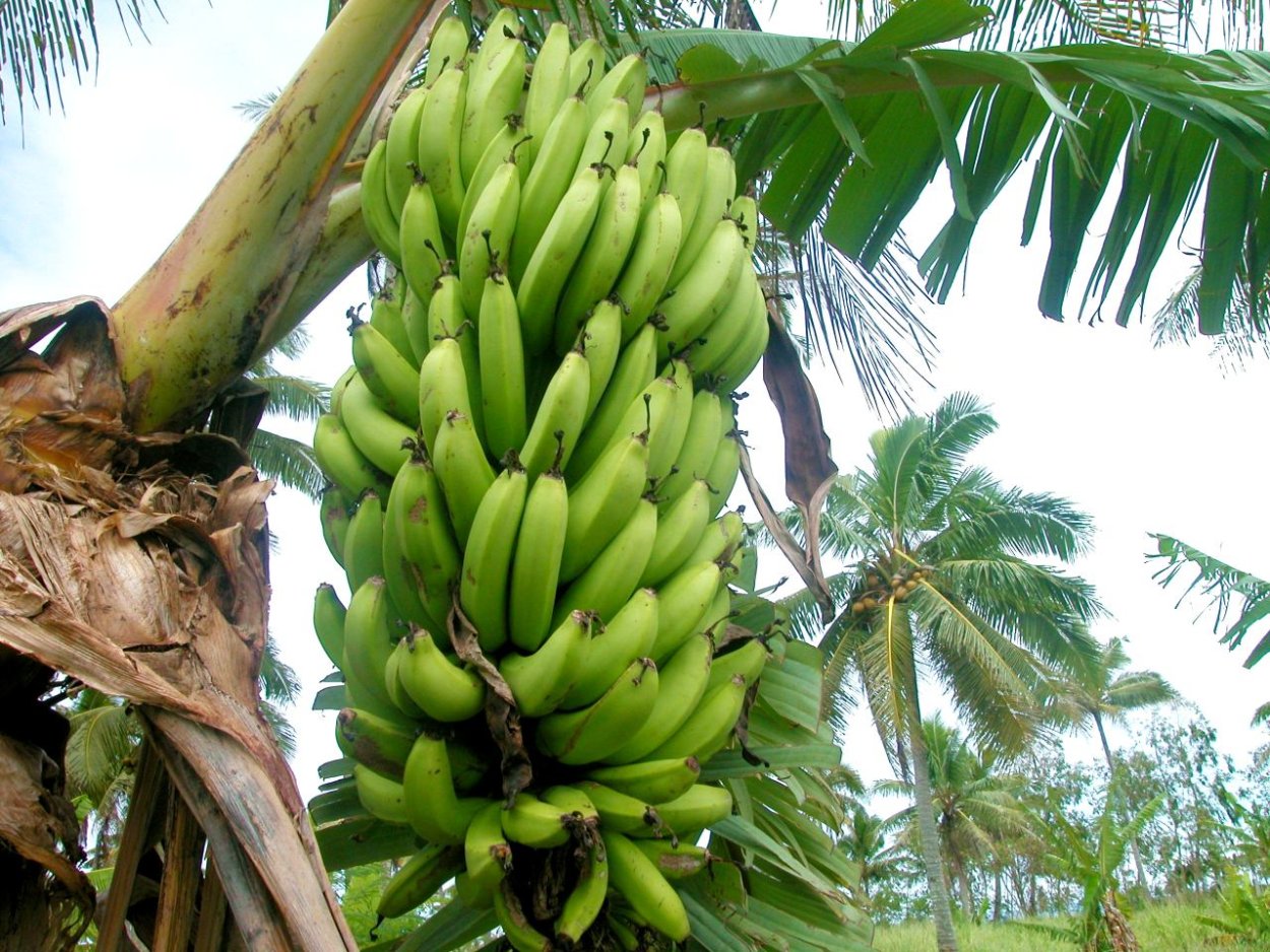 Банановая Пальма
