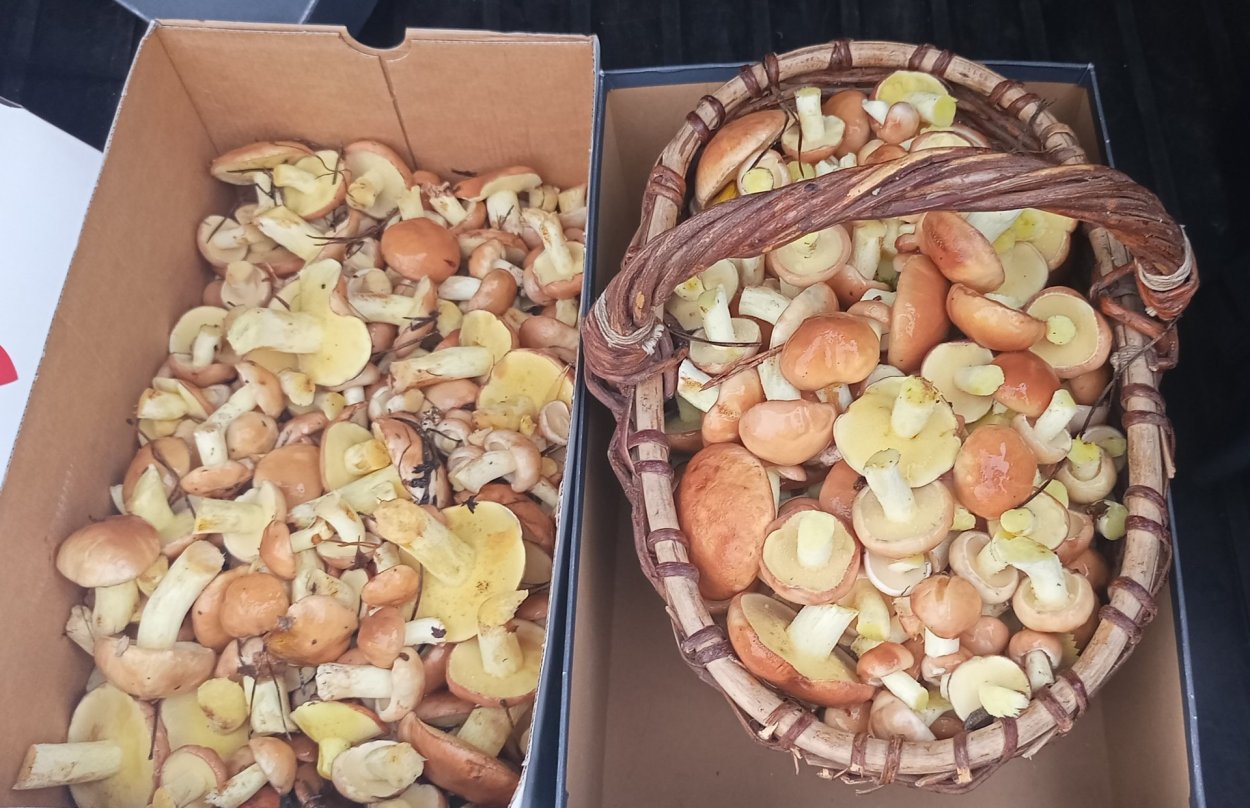 Грибы Краснодарский край маслята